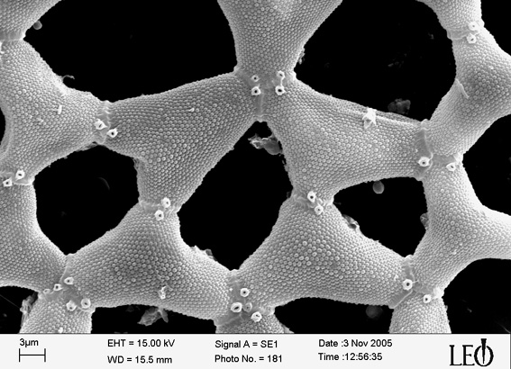 Pediastrum simplex a Giulianello